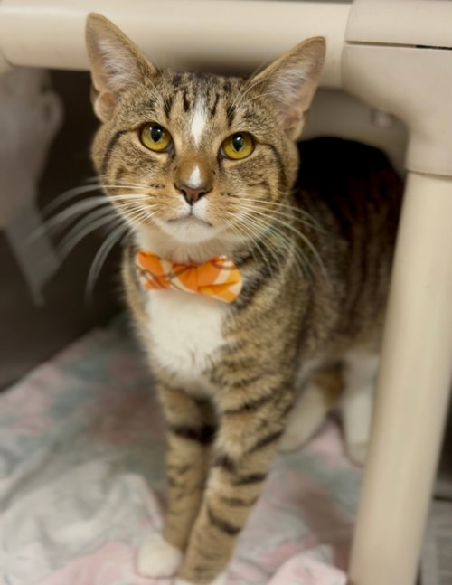 Donald FeLV+, Adult Domestic Short Hair (short coat), cat for adoption in Herndon, Virginia