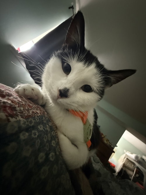 Smudge, Young Domestic Short Hair (short coat), cat for adoption in Herndon, Virginia