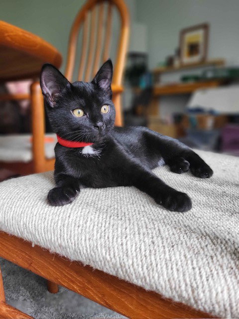 Smeagol (& Skadi) BONDED, Young Domestic Short Hair (short coat), cat for adoption in Herndon, Virginia