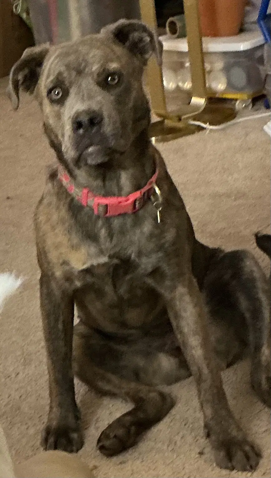 Ruby image 4