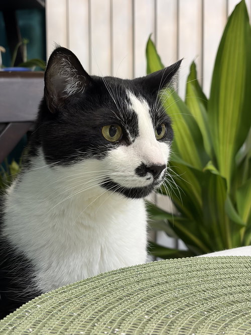 Sesame, an adoptable Domestic Short Hair in Herndon, VA