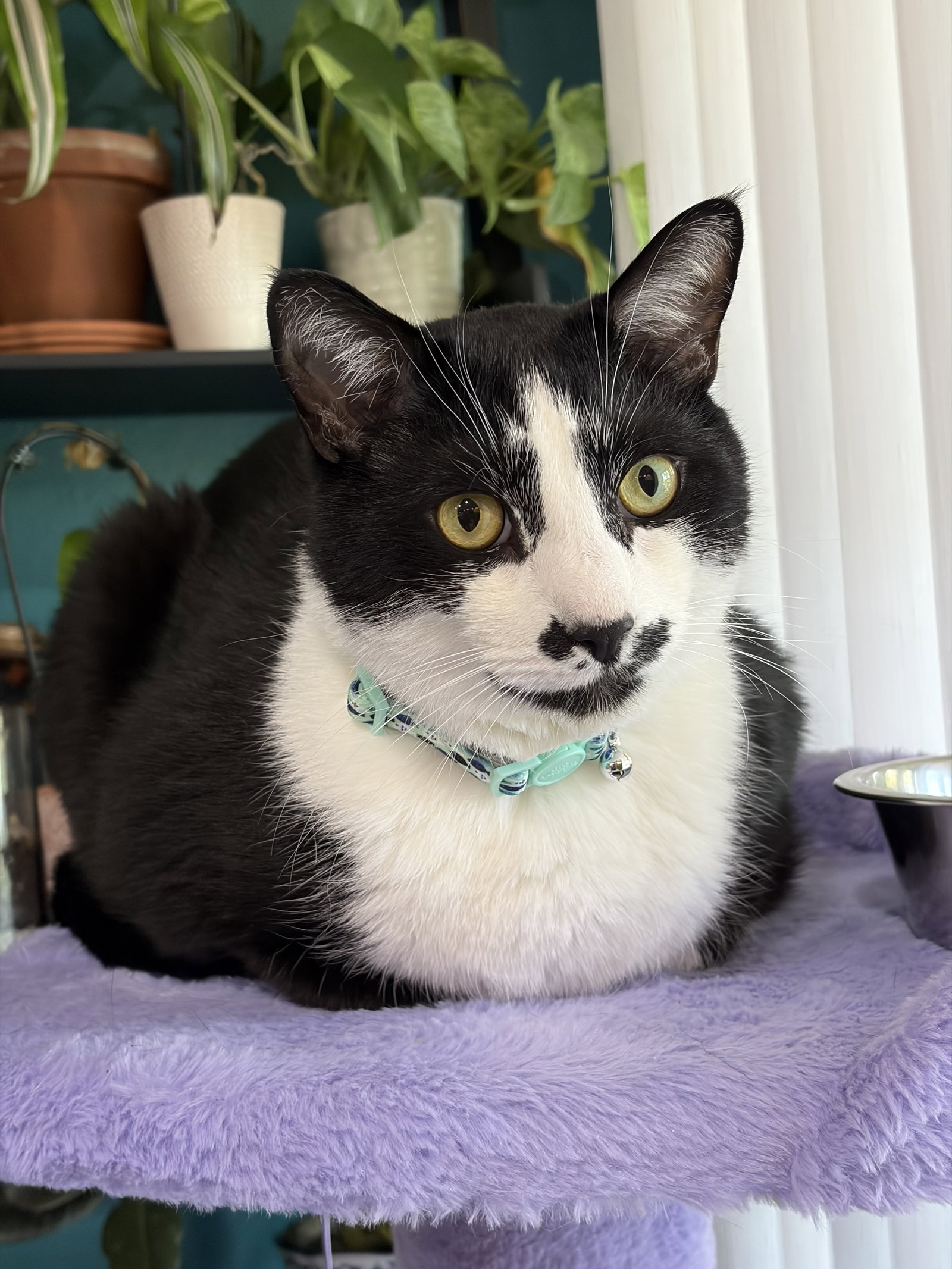 Sesame, cat