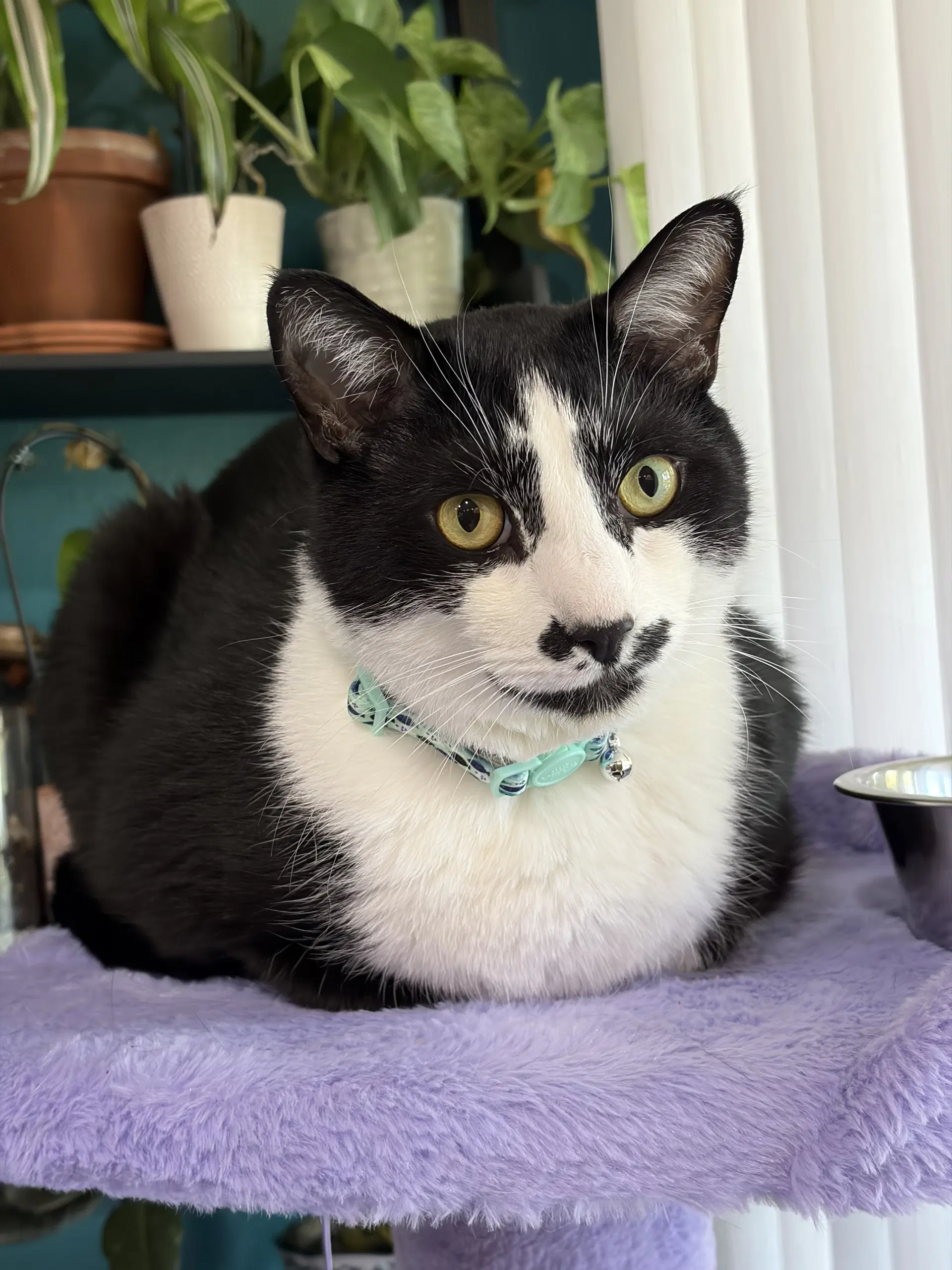 Sesame - Domestic Short Hair