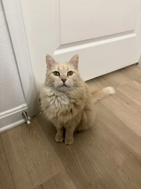 Gracie - Domestic Medium Hair