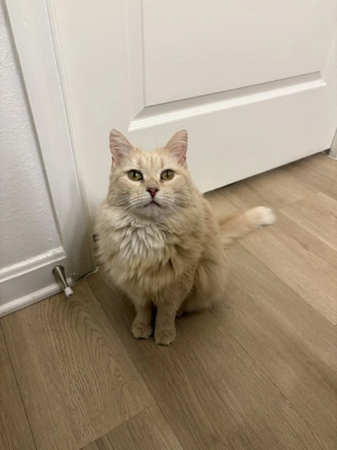 Gracie