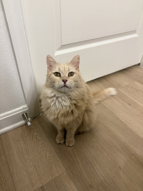 Gracie, a Domestic Medium Hair (short coat) cat for adoption in Herndon, VA, photo 1 of 5