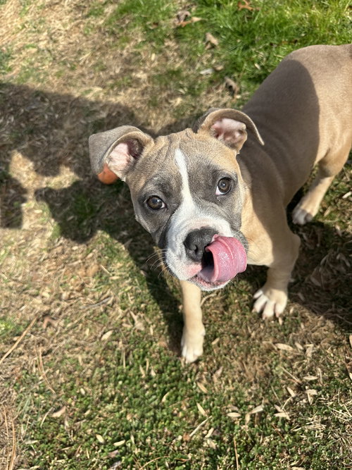 Petunia, an adoptable Boxer in Herndon, VA