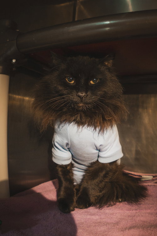 Phantom, an adoptable Maine Coon in Herndon, VA