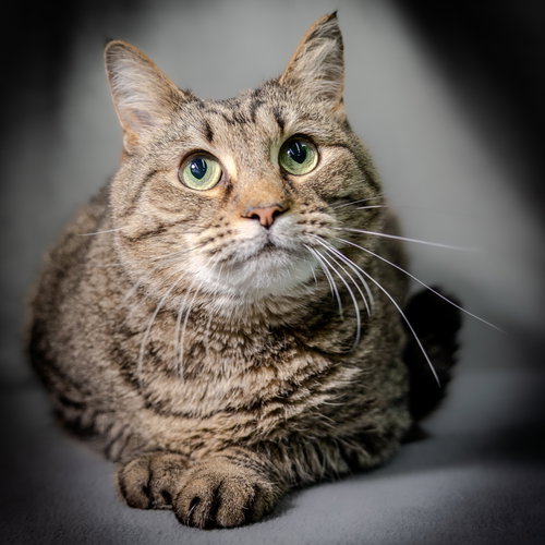 Mommy & Richard BONDED, Adult Domestic Short Hair (short coat), cat for adoption in Herndon, Virginia