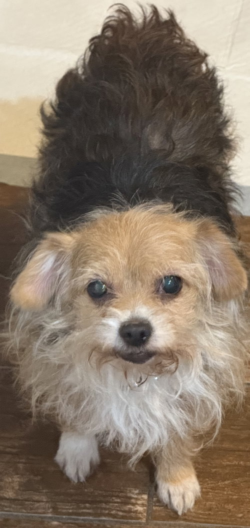 Sally (& Harry) BONDED, an adoptable Yorkshire Terrier Yorkie in Herndon, VA