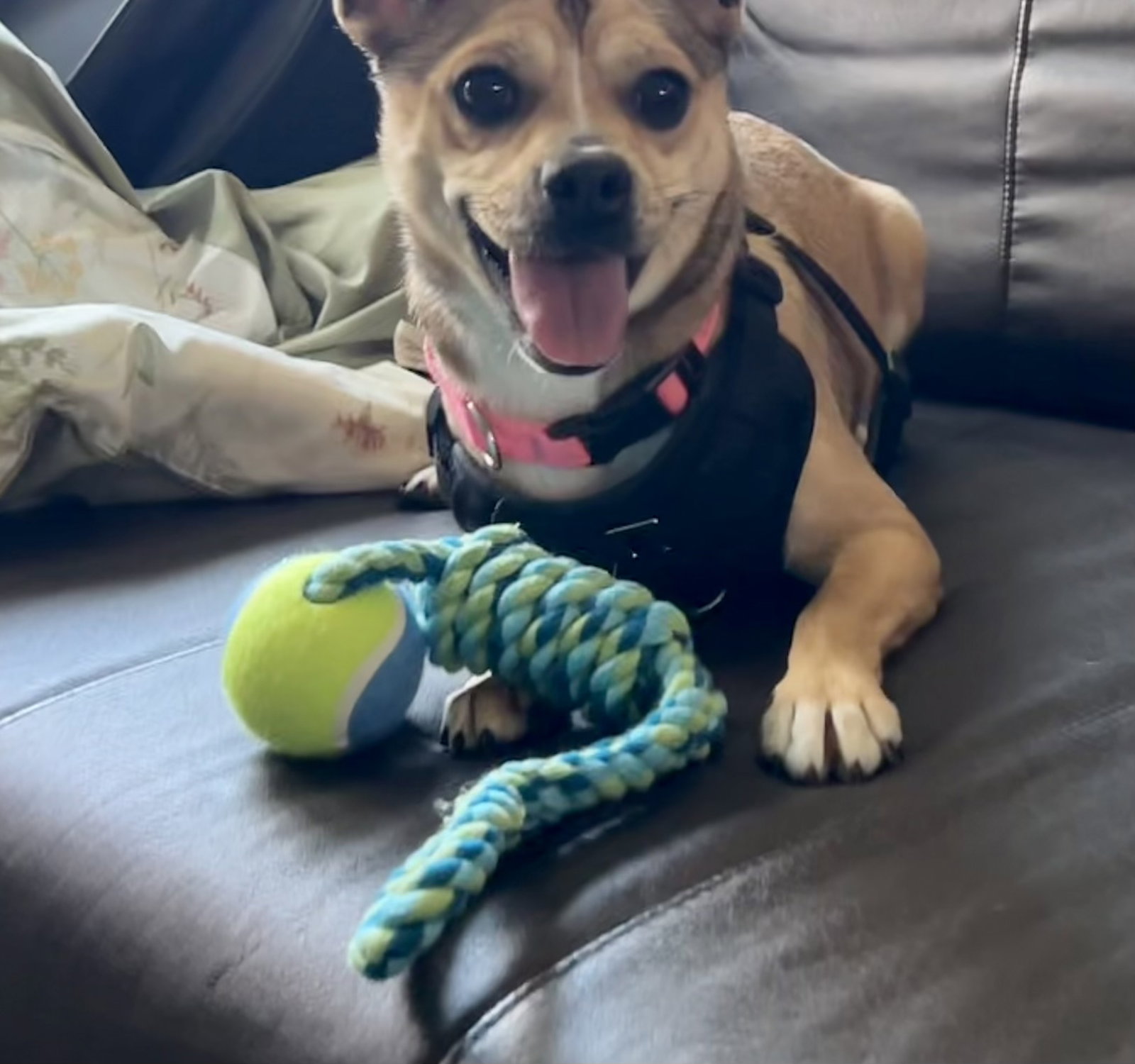 Annie FOSTER HOME NEEDED, dog