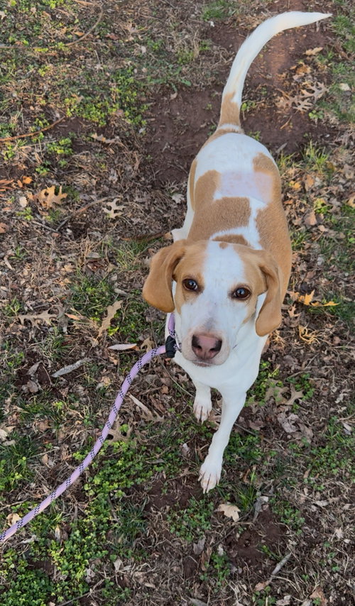 Trixie, an adoptable Hound in Herndon, VA