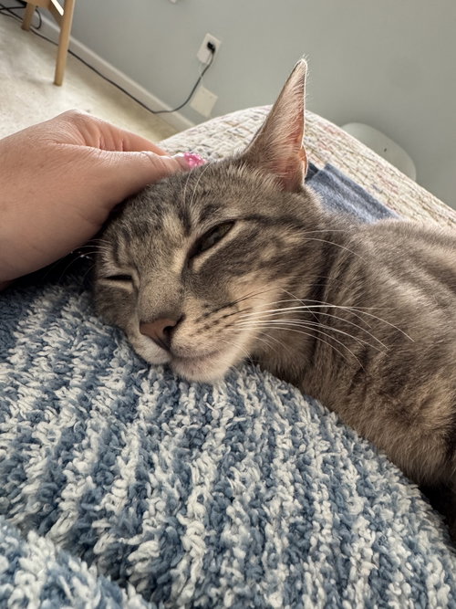 Elvis & Ozzie (BONDED), Adult Domestic Short Hair (short coat), cat for adoption in Herndon, Virginia