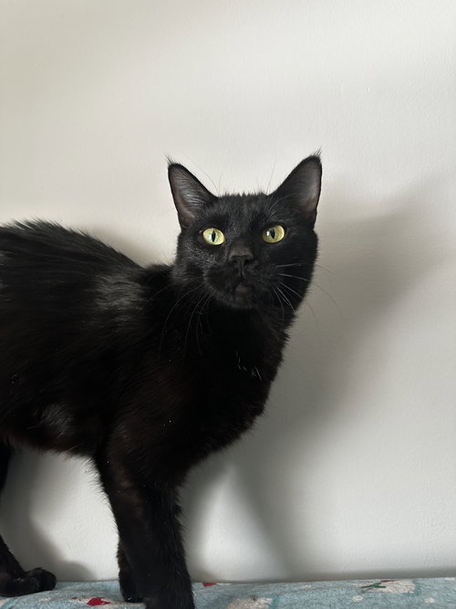 Pancetta, an adoptable Domestic Short Hair in Herndon, VA