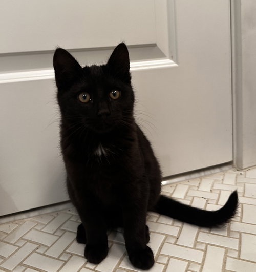 Pepperoni, an adoptable Domestic Short Hair in Herndon, VA