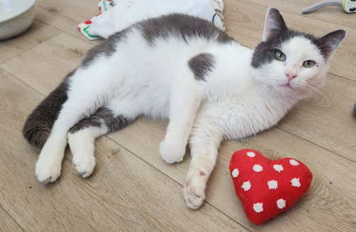 Sweet Fang, Adult Domestic Short Hair (short coat), cat for adoption in Herndon, Virginia