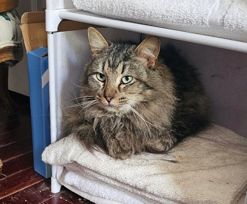 Bandit & Fat Boy BONDED, an adoptable Domestic Long Hair in Herndon, VA