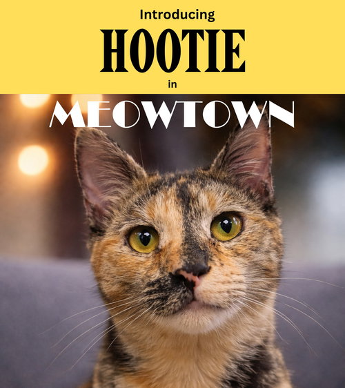 Hootie, an adoptable Domestic Short Hair in Herndon, VA