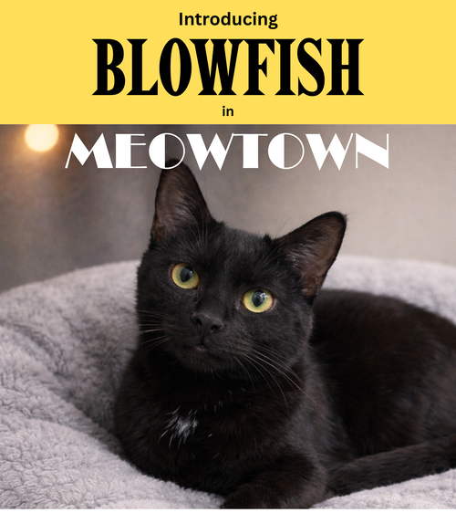 Blowfish, an adoptable Domestic Short Hair in Herndon, VA