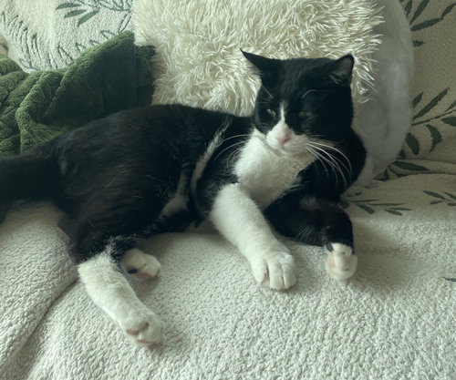 Kevin, an adoptable Domestic Short Hair in Herndon, VA