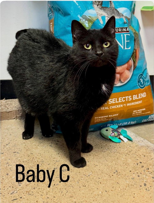 Baby C, an adoptable Domestic Short Hair in Herndon, VA