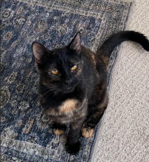 Allison, Adult Domestic Short Hair (short coat), cat for adoption in Herndon, Virginia