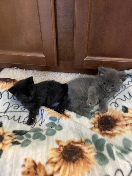 June & Johnny (BONDED), an adoptable Domestic Short Hair in Herndon, VA