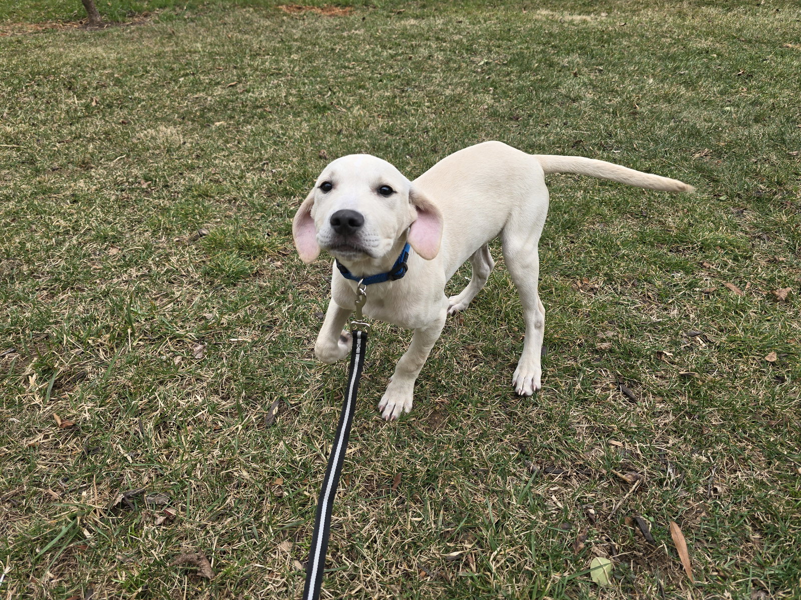 Labrador Retriever