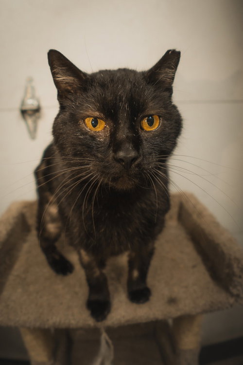 Blackberry, an adoptable Domestic Short Hair in Herndon, VA