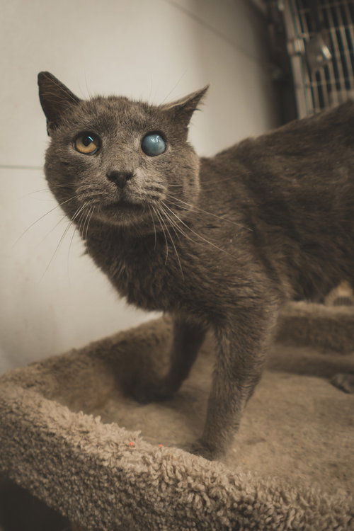 Lee, an adoptable Russian Blue in Herndon, VA