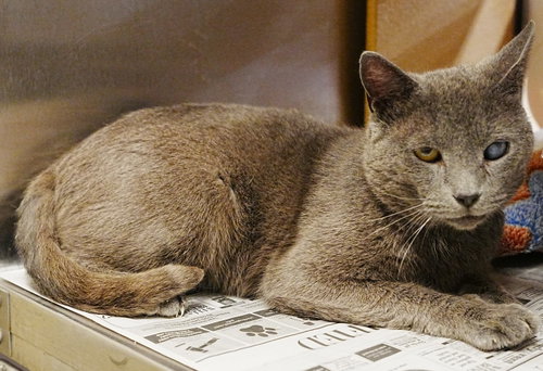 Lee, an adoptable Russian Blue in Herndon, VA