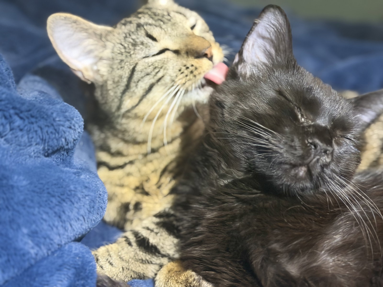 Phoenix- his best friend just got adopted, cat
