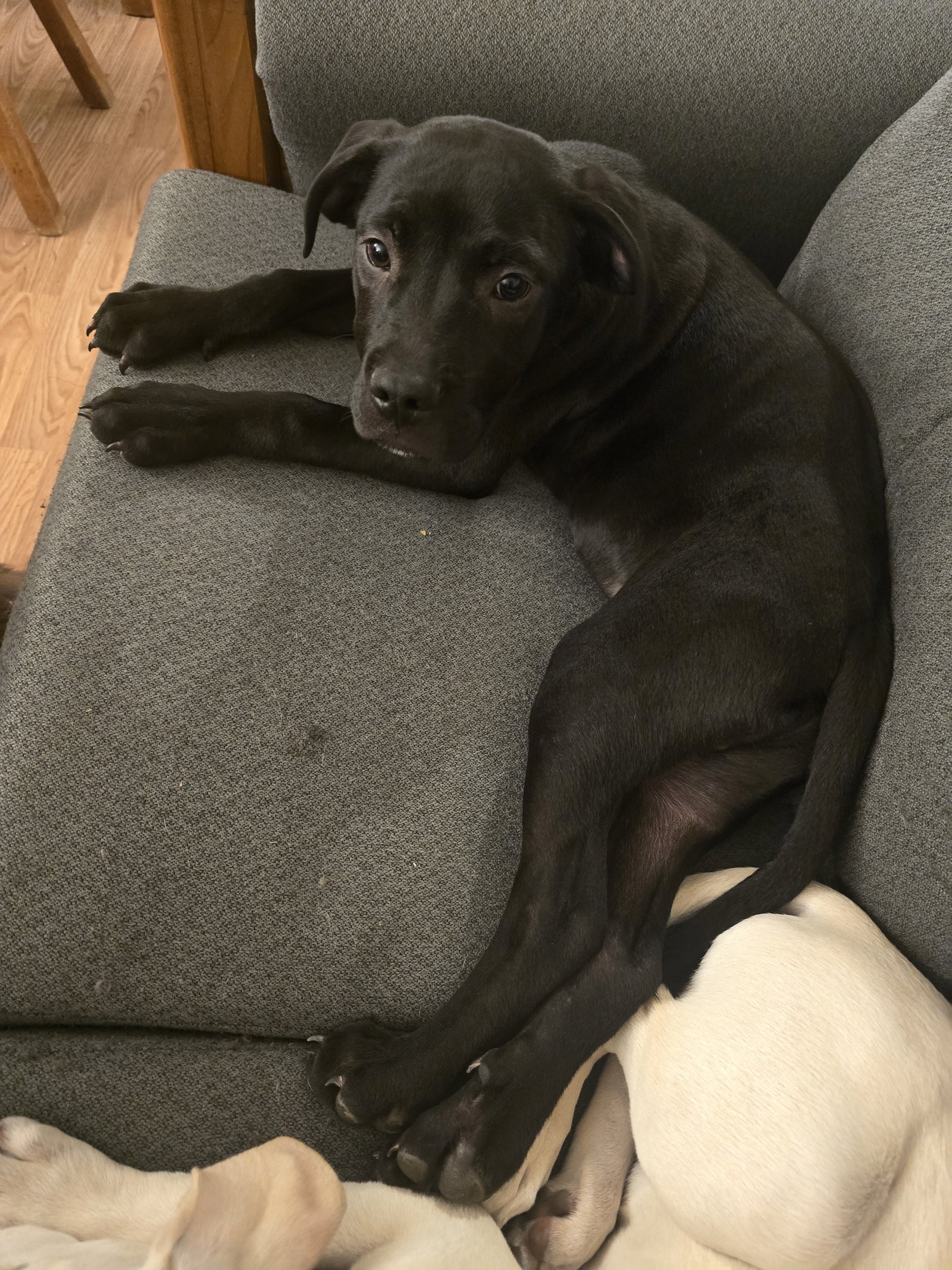 Labrador Retriever