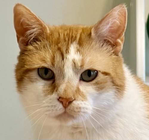 Leo