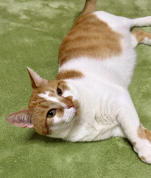 Leo, a cat for adoption from Fancy Cats Rescue Team