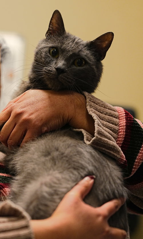 Photo 4 of Charlie Lion NEEDS FOSTER HOME