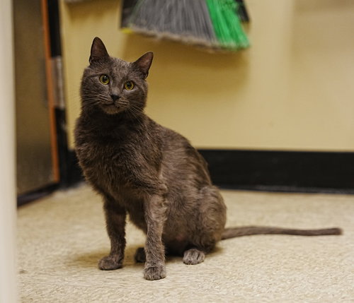 Photo 5 of Charlie Lion NEEDS FOSTER HOME