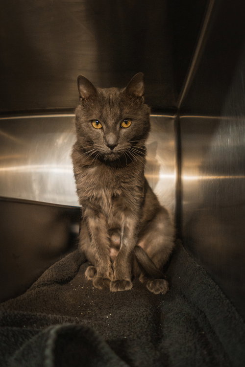 Charlie Lion, an adoptable Russian Blue in Herndon, VA