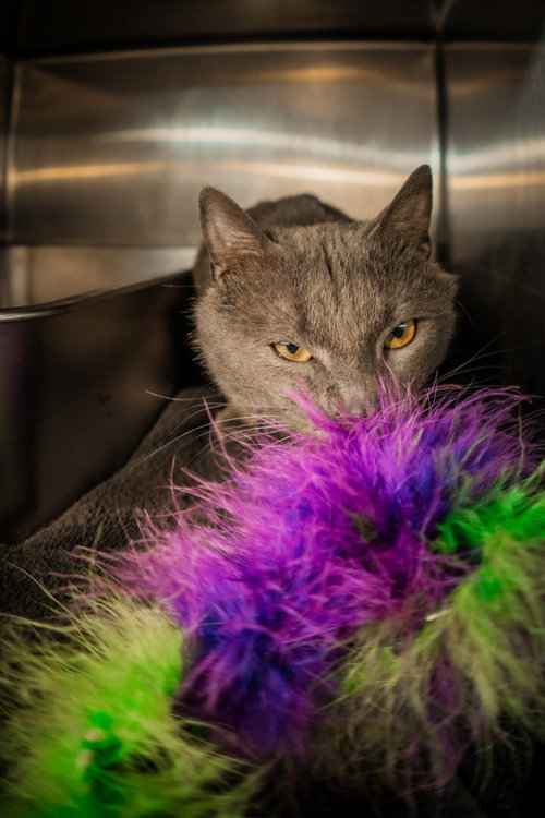 Photo 3 of Charlie Lion NEEDS FOSTER HOME