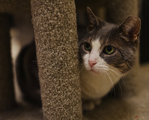 GW, Adult Domestic Short Hair (short coat), cat for adoption in Herndon, Virginia