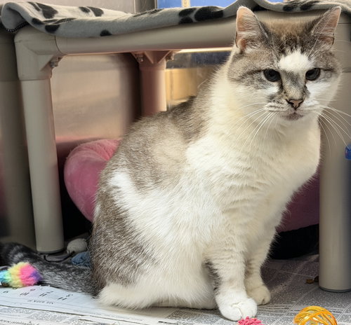Sandy, an adoptable Siamese in Herndon, VA