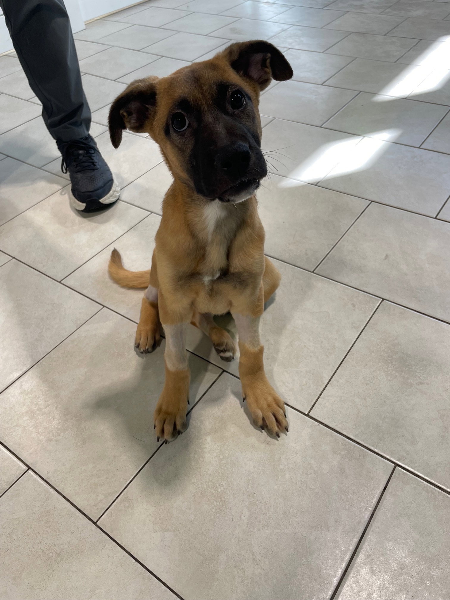 German Shepherd