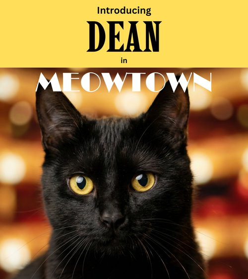 Dean, an adoptable Domestic Short Hair in Herndon, VA