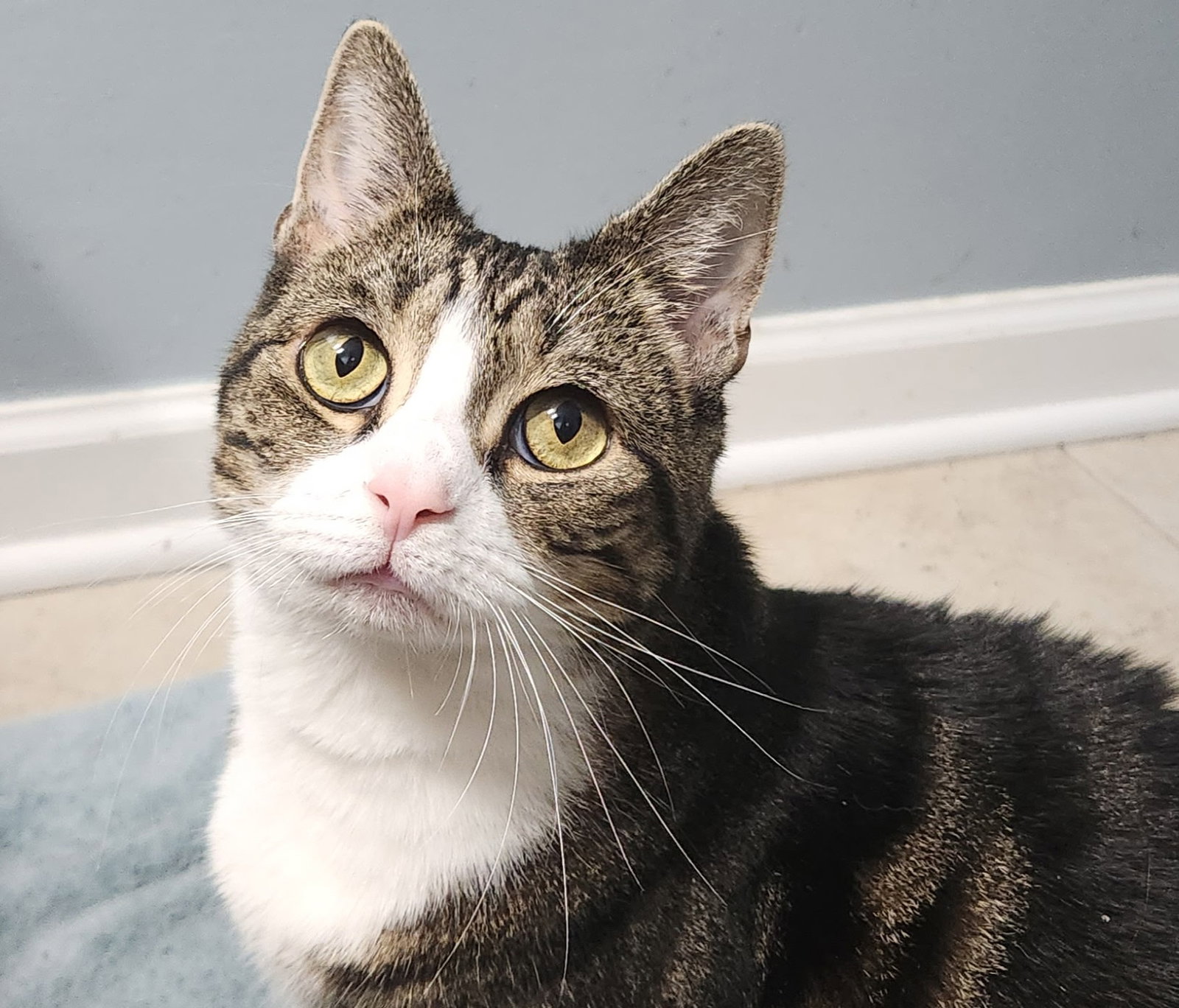Zuri, cat