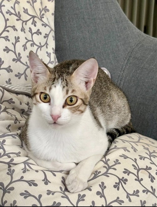 Tilly (& Tuxy) BONDED, an adoptable Egyptian Mau in Herndon, VA