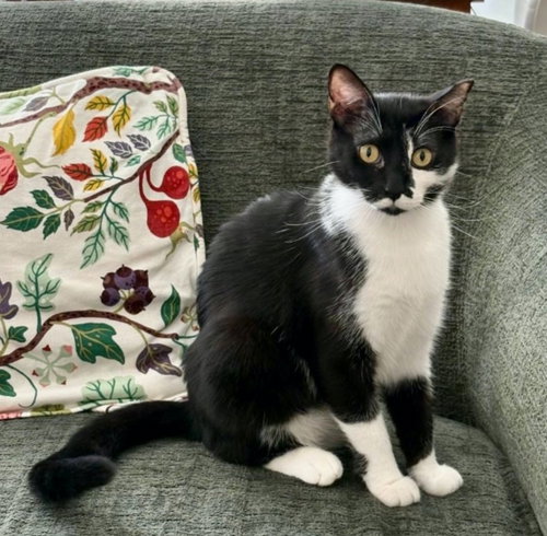 Tuxy (& Tilly) BONDED, Adult Domestic Short Hair (short coat), cat for adoption in Herndon, Virginia