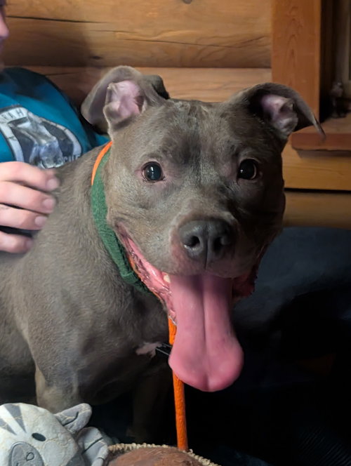 Subbie, an adoptable Pit Bull Terrier in Herndon, VA