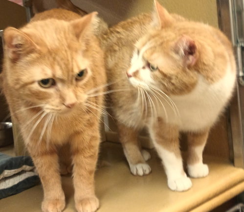 Silvie & Louise *BONDED*, Young Domestic Short Hair (short coat), cat for adoption in Herndon, Virginia