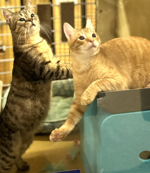 Winston & Puck *BONDED*, Young Domestic Short Hair (short coat), cat for adoption in Herndon, Virginia