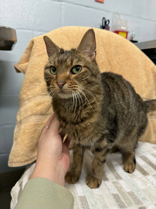 Jango *DECLAWED*, an adoptable Domestic Short Hair in Herndon, VA